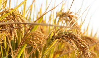 旺财28粮食重金属检测仪介绍