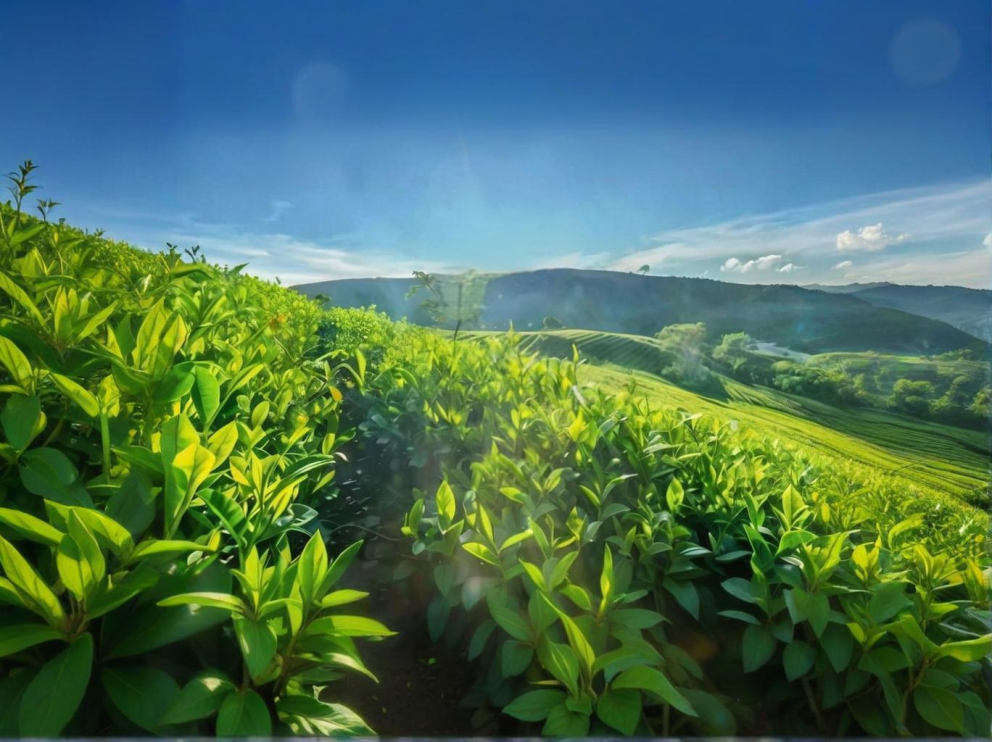 荼叶生产地配置了旺财28农药残留检测仪，提升茶叶销售市场